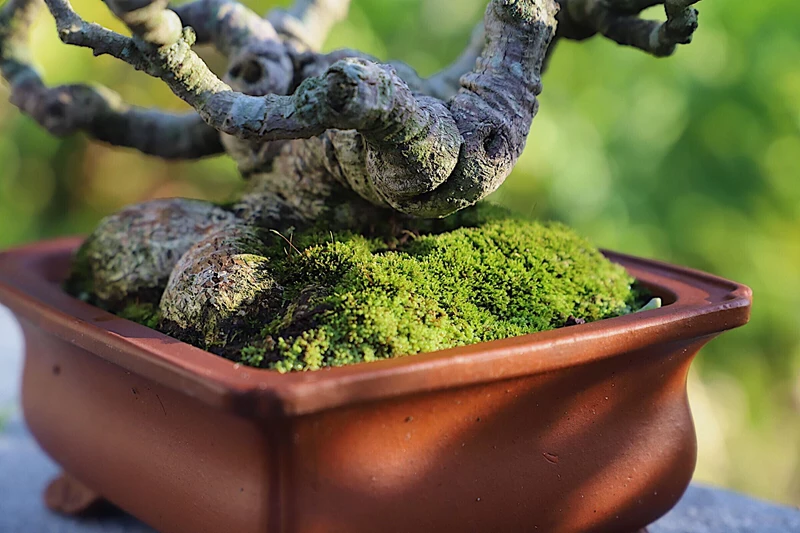 Kinh nghiệm trồng rêu cho cây cảnh bonsai đẹp như ý