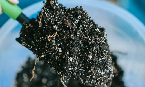 Kiến thức cơ bản về đất trồng cây bonsai