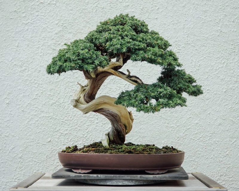 Kỹ thuật tạo cành phóng, cành buông cho cây bonsai