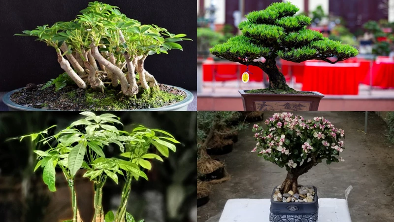 Cây bonsai hợp với người tuổi Thìn giúp thu hút tài lộc