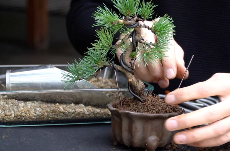 Chi tiết cách tạo một cây thông bonsai mini