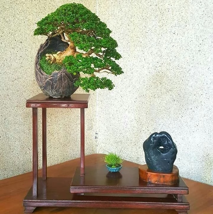 Ngắm nhìn kiệt tác bonsai cùng suiseki của Nhật Bản