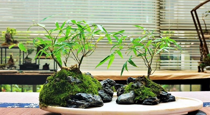 Bonsai tre: Trào lưu gây nghiền của nghệ thuật cây cảnh