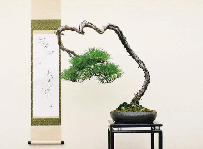 Bunjin bonsai: Nghệ thuật cây cảnh độc đáo phá vỡ mọi nguyên tắc