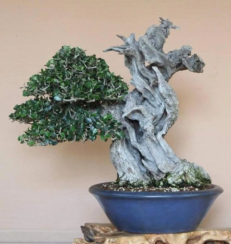 Vẻ đẹp cây Olive (Ô liu) bonsai mà bạn không nên bỏ lỡ