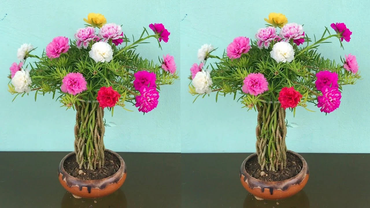 Cách tạo chậu hoa mười giờ bonsai đẹp mà đơn giản