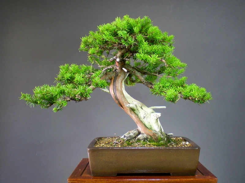 9 bước tạo lũa bonsai cho người mới bắt đầu