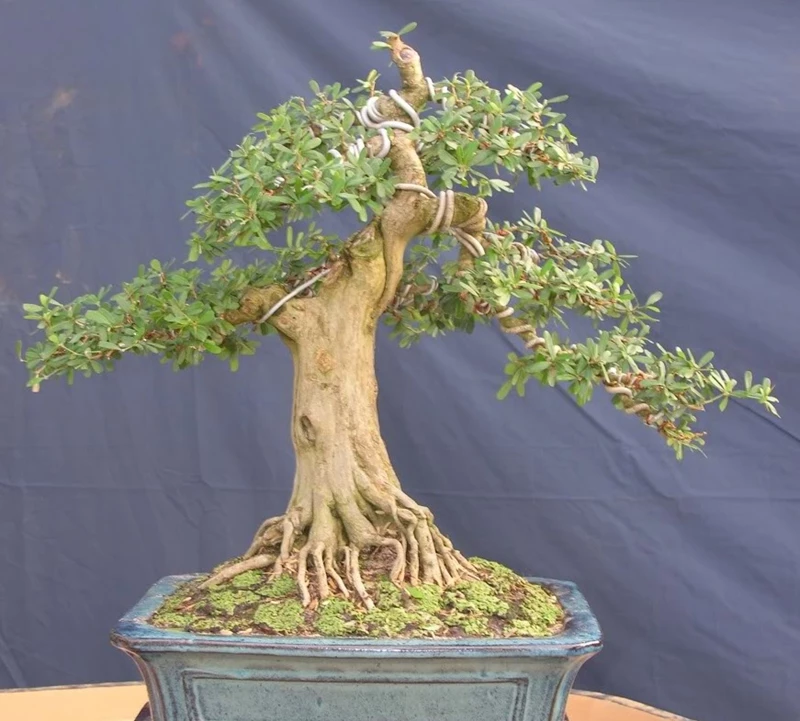 Mùa nào trong năm thích hợp tiến hành uốn cành bonsai?