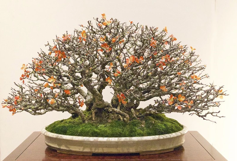 Bonsai Nebari: Sức hút và vẻ đẹp từ bộ rễ