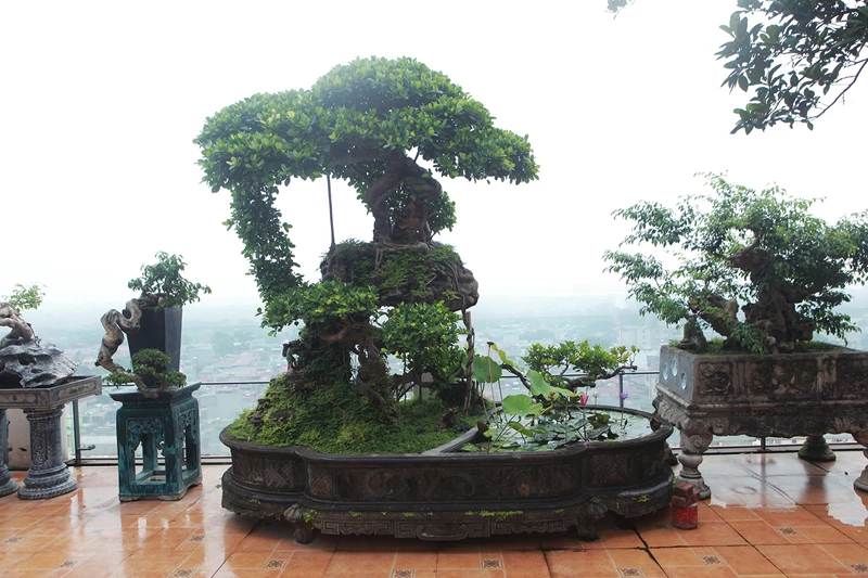 Mê mẩn top cây bonsai dáng quái có 1-0-2