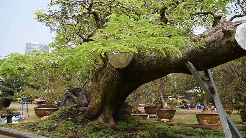 Cận cảnh cây me bonsai dáng bay