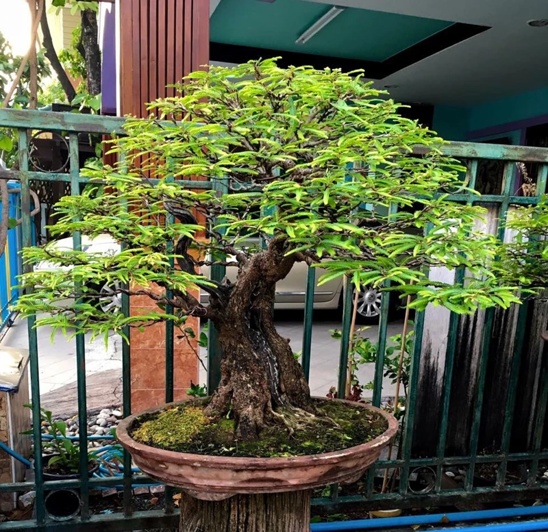 Chăm sóc cây me cảnh bonsai thế nào để luôn xanh tốt?