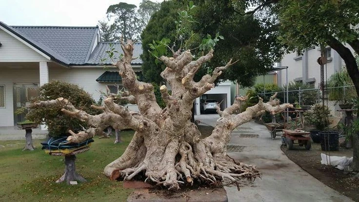 Ngắm nhìn cây phôi bonsai tuyệt đẹp