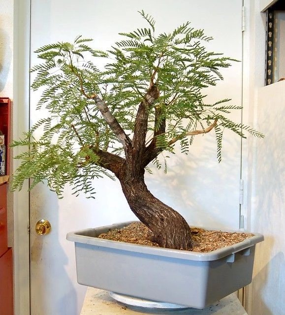 Cây bồ kết ba gai: Loài bonsai độc đáo không nên bỏ lỡ