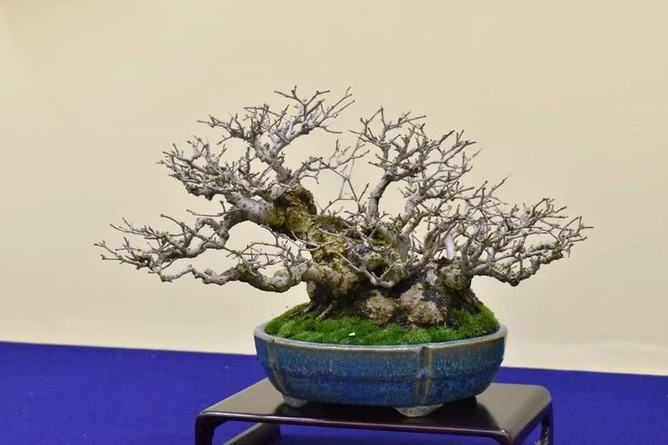 Bonsai nhiều thân: Phong cách đẹp và lạ mắt