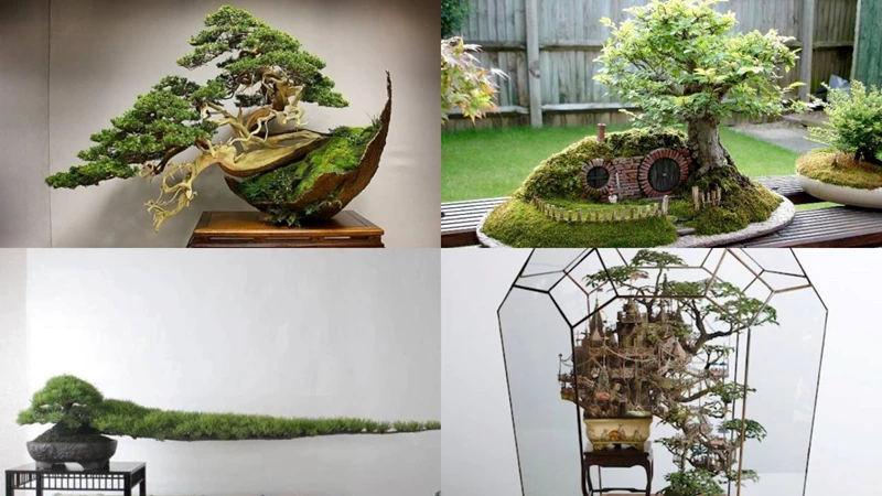 Những cây Bonsai 'điên rồ và khác thường' nhất