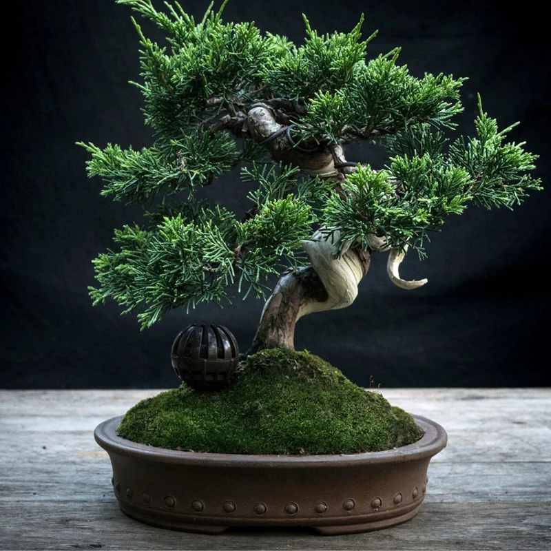 Sử dụng rêu trong nghệ thuật bonsai