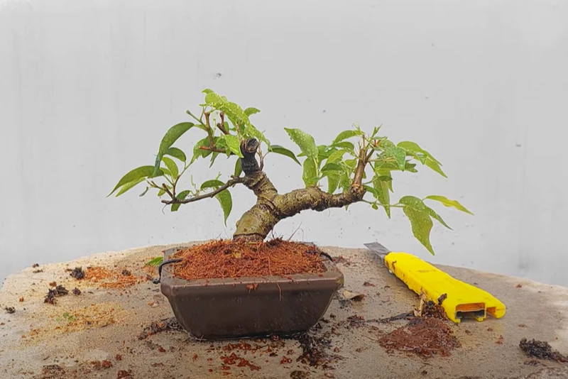 Cách để làm cây Sanh bonsai mini đơn giản mà đẹp