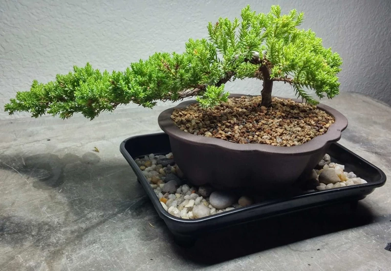 Chu kỳ hàng năm và lịch chăm sóc, bảo dưỡng cây Bonsai