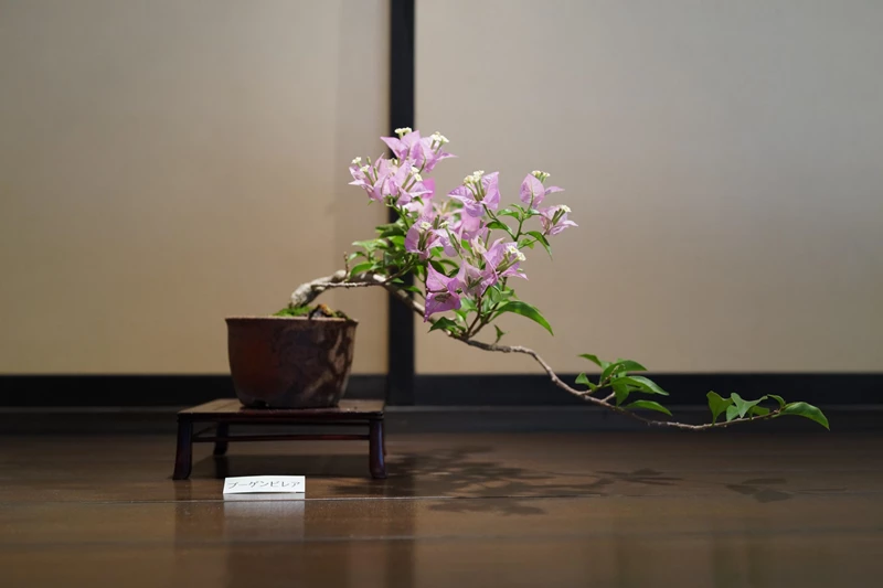 Điểm danh những loại cây cảnh phù hợp trồng Bonsai mini