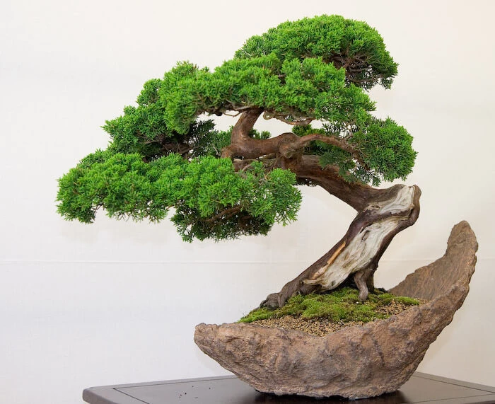 Các kỹ thuật lão hóa Bonsai cơ bản