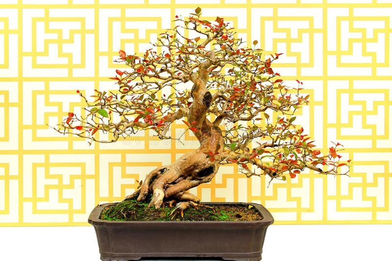 Cây bonsai cherry khía độc đáo và phổ biến