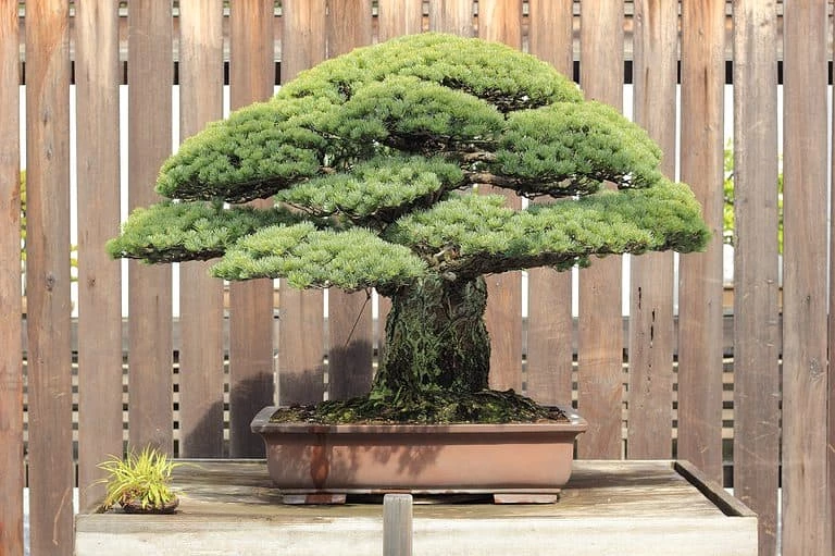 Những cây bonsai đắt nhất thế giới mà có thể bạn chưa biết?