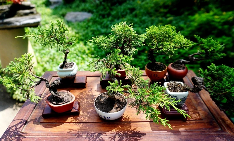 Tác phẩm Bonsai nằm gọn trong bàn tay của nghệ nhân Việt, bán với giá trăm triệu