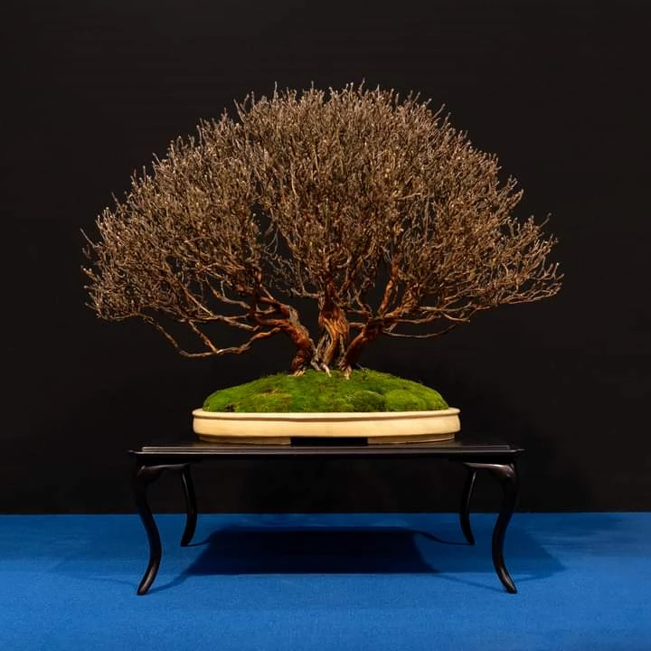 Triển lãm Trophy tôn vinh nét đẹp nghệ thuật bonsai