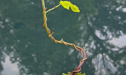 Trồng cây cảnh óc chó đen - Không phải là điều không thể !