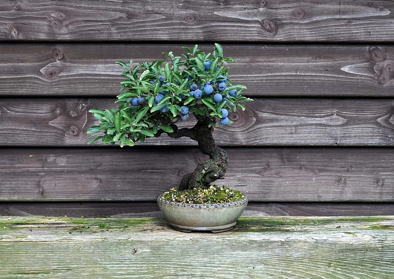 Cây việt quất bonsai đẹp mắt và độc đáo