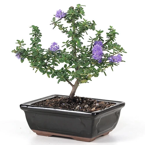 Bonsai hoa tử đinh hương