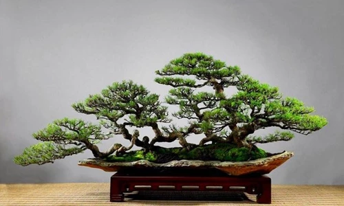 Tổng hợp dáng cây bè sóng lượn độc đáo