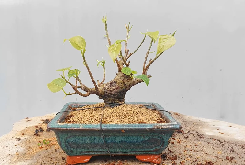 Hướng dẫn cách tạo cây Bonsai từ ngọn 1 cây bồ đề