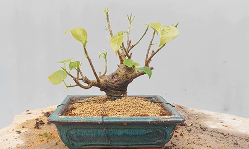 Hướng dẫn cách tạo cây Bonsai từ ngọn 1 cây bồ đề