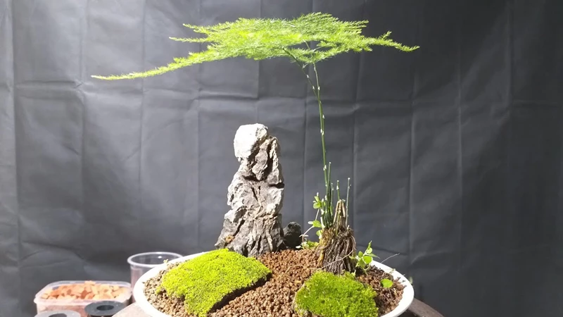 Cách trồng cây kim thủy tùng Bonsai: Đẹp và lạ