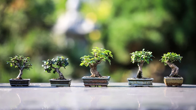 Top 7 cây Bonsai dễ trồng và chăm sóc trong mùa hè