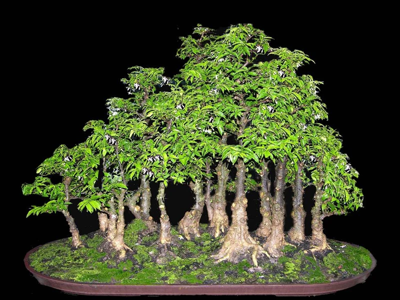 Những điều cần biết trước khi muốn tạo Bonsai cụm rừng