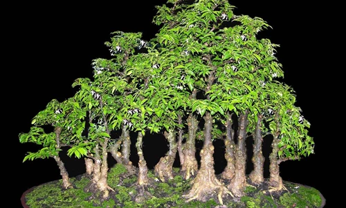 Tổng hợp các dáng, thế cơ bản của cây bonsai | YeuBonsai.vn