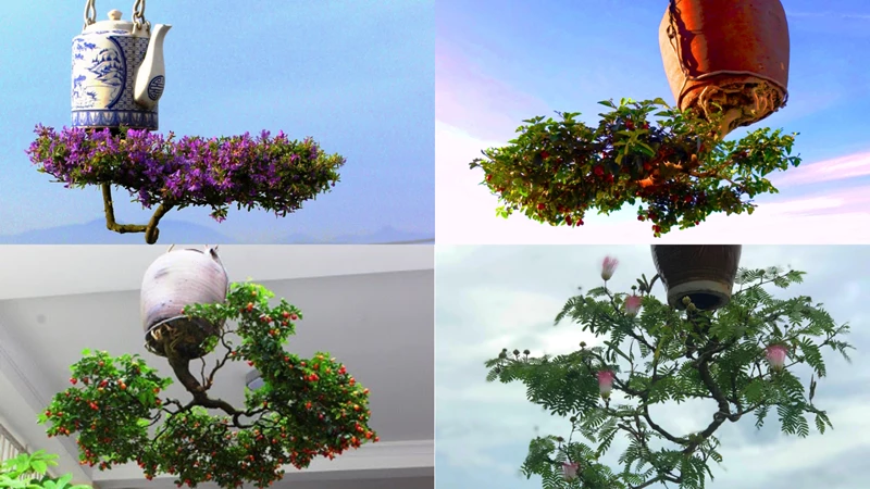 Ngắm vườn Bonsai ngược vô cùng độc đáo của 'dị nhân' Quảng Nam