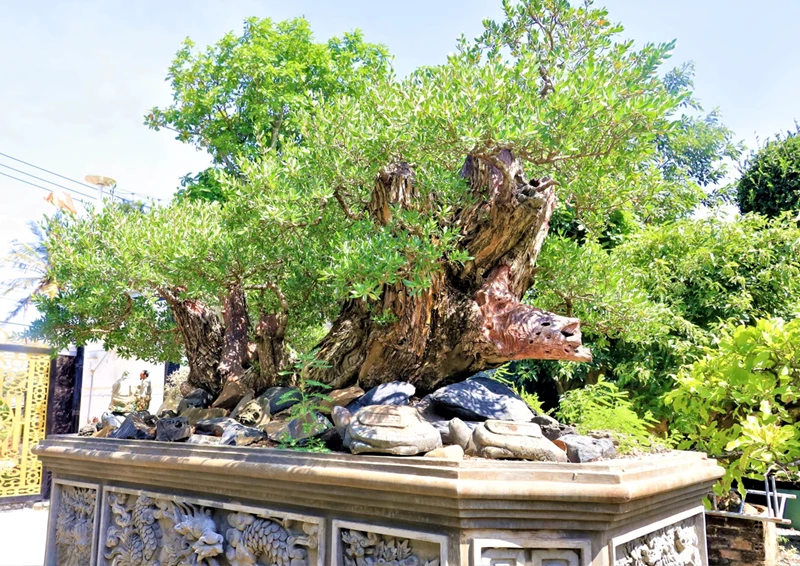 Ngỡ ngàng vườn Bonsai cổ thụ tiền tỷ của nghệ nhân 8X