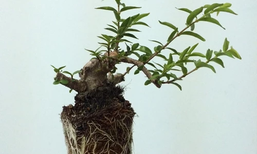 Chi tiết cách trồng Mai chiếu thủy Bonsai không bị úng rễ