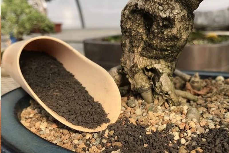 Kỹ thuật bón phân cho cây bonsai ở dạng loãng – viên – hạt nhỏ