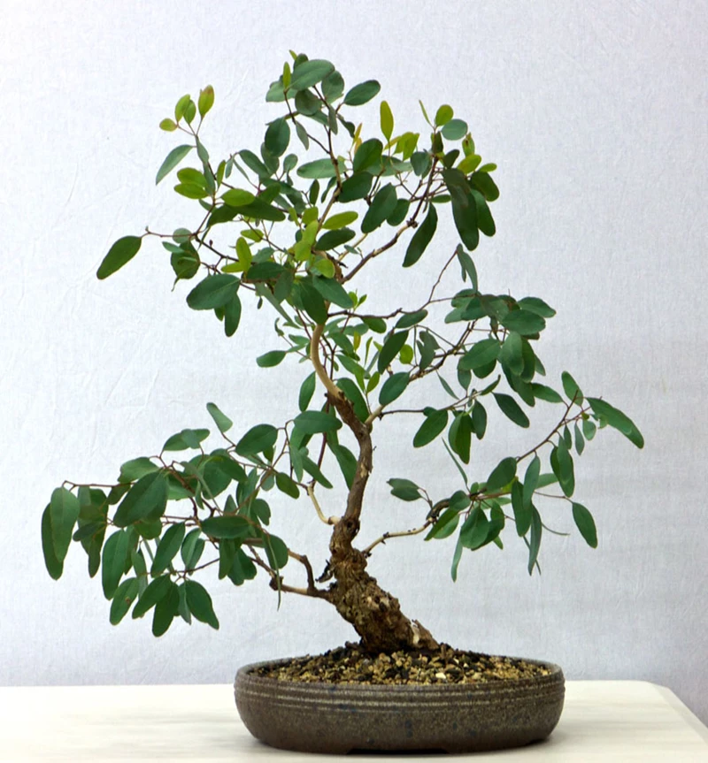 Cây bạch đàn cầu vồng: Bonsai kỳ lạ với 7 sắc màu trên thân cây