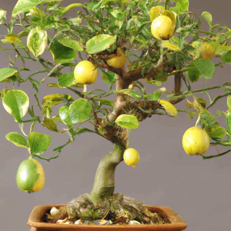 Cây bonsai chanh: Vẻ đẹp quả vàng và ngát hương thơm