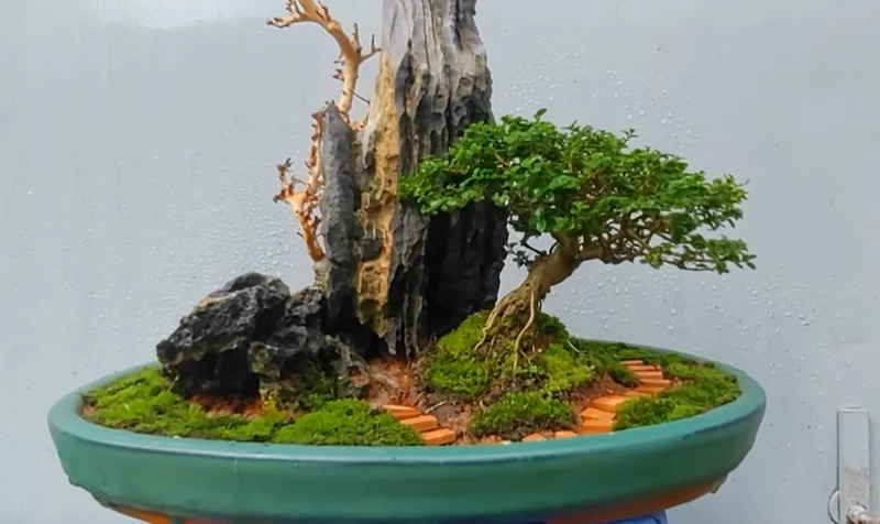 Tạo tiểu cảnh bonsai đơn giản cho người mới bắt đầu