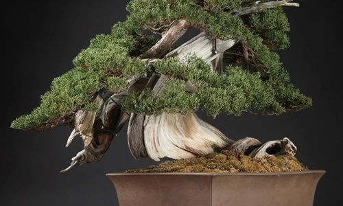 Tại sao một số cây cảnh lại có giá cao đến vậy?