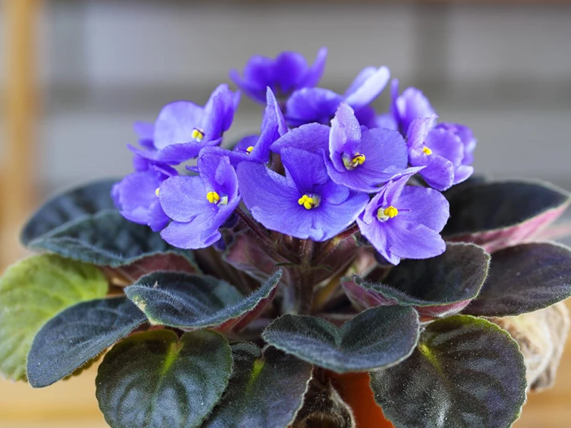 Hoa violet Châu Phi: Vẻ đẹp của sắc hoa tím và tán lá hấp dẫn