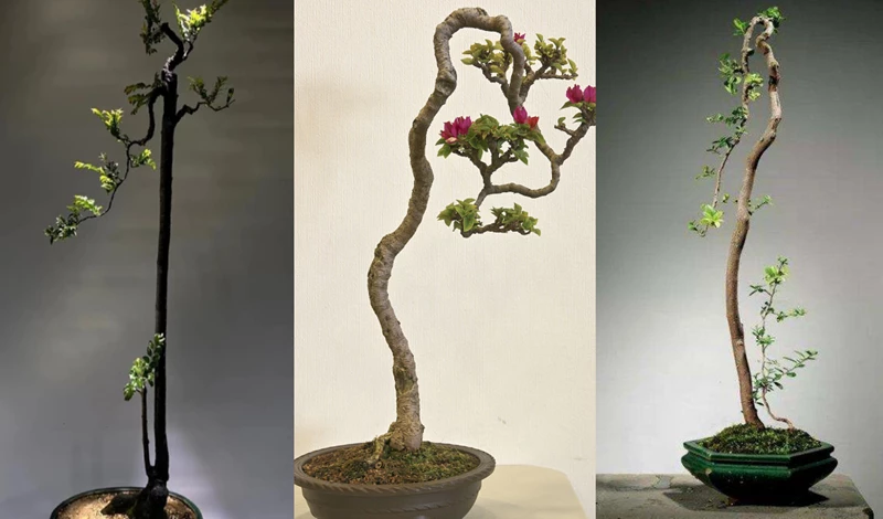 Bonsai dáng nhân văn là gì? Top những tác phẩm đẹp mắt