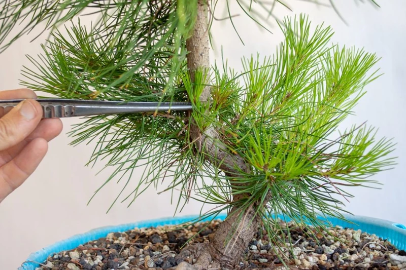 Hai cách cắt tỉa cơ bản đối với cây bonsai